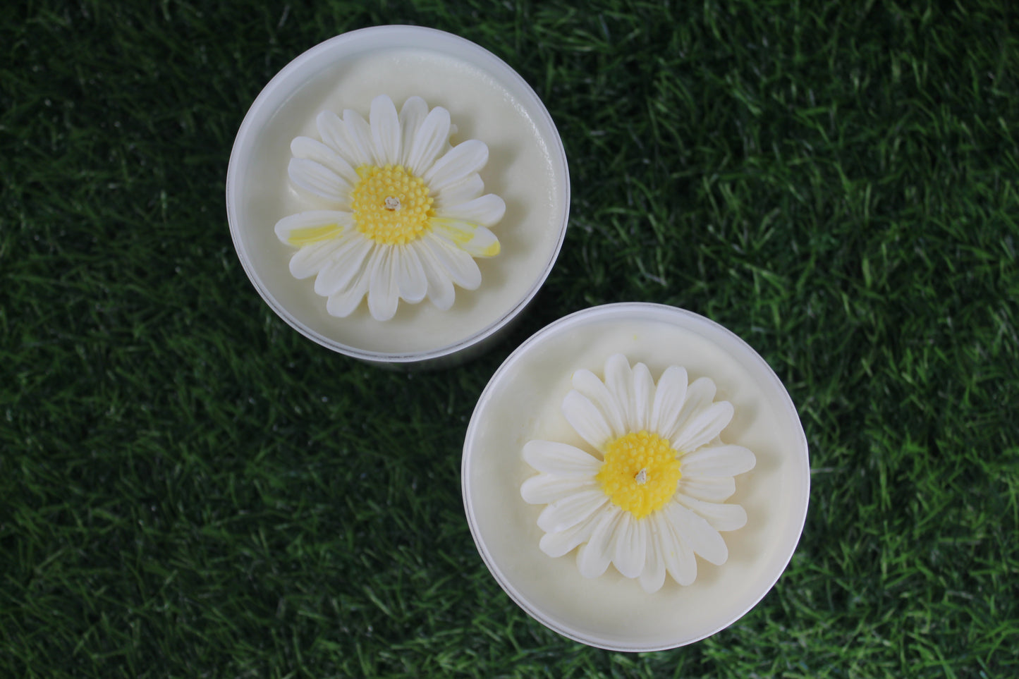 Daisy Meadow